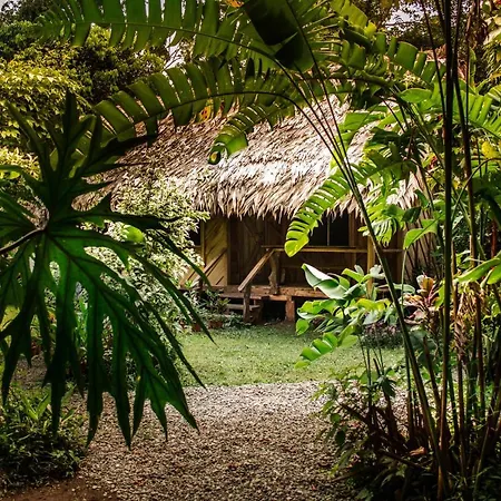 Wildlife Lodge Cahuita Exterior photo
