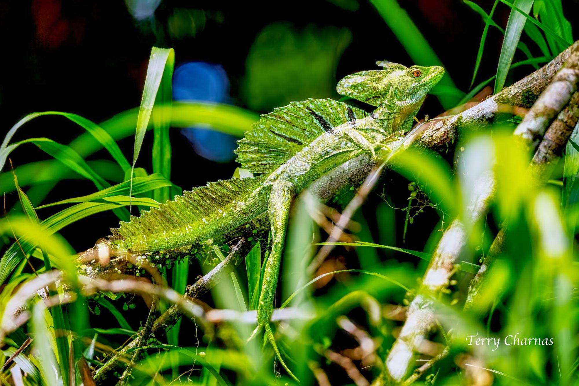 Lodge Wildlife