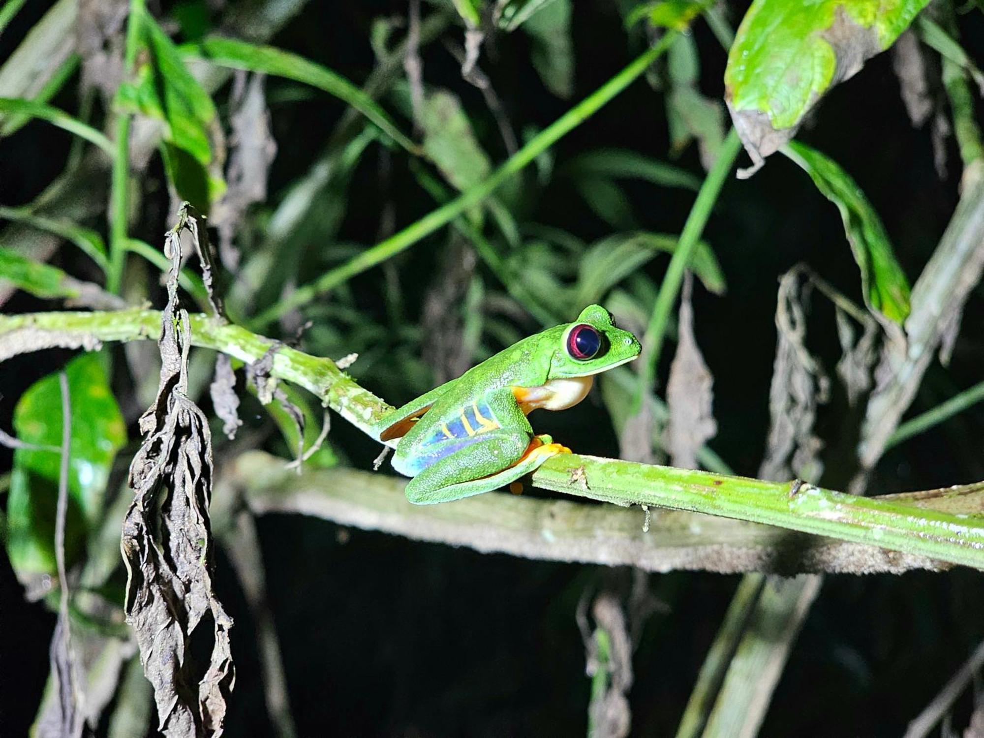 Wildlife * Cahuita