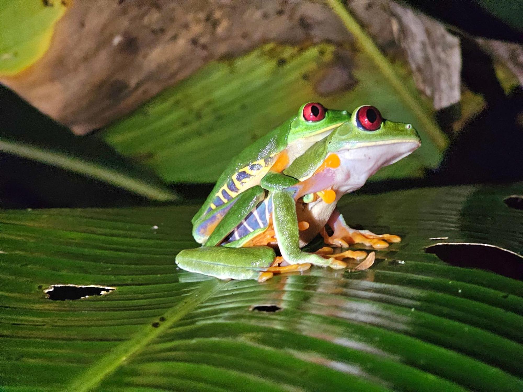Wildlife Lodge Cahuita