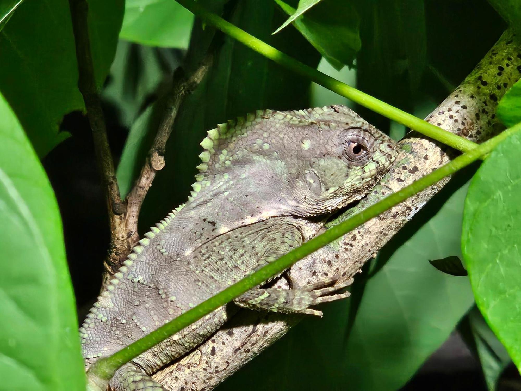 Lodge Wildlife Cahuita
