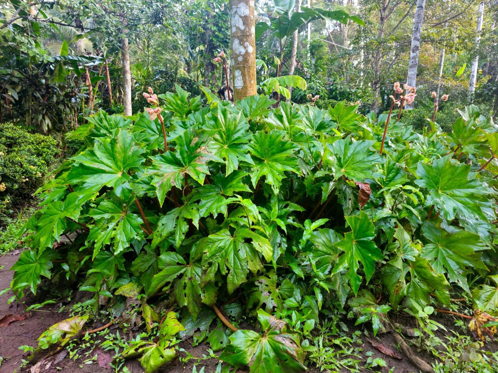 Wildlife Cahuita