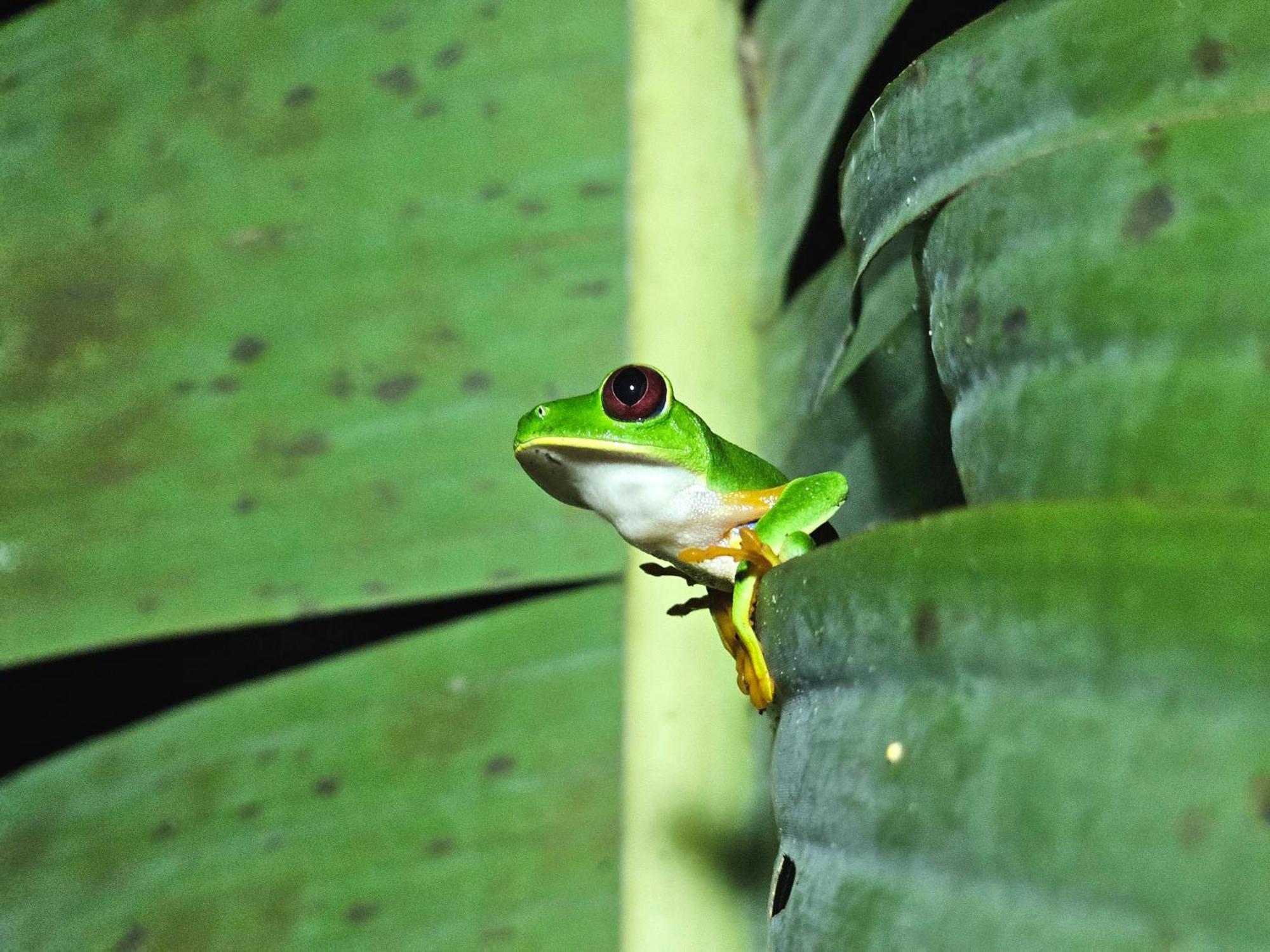 Wildlife