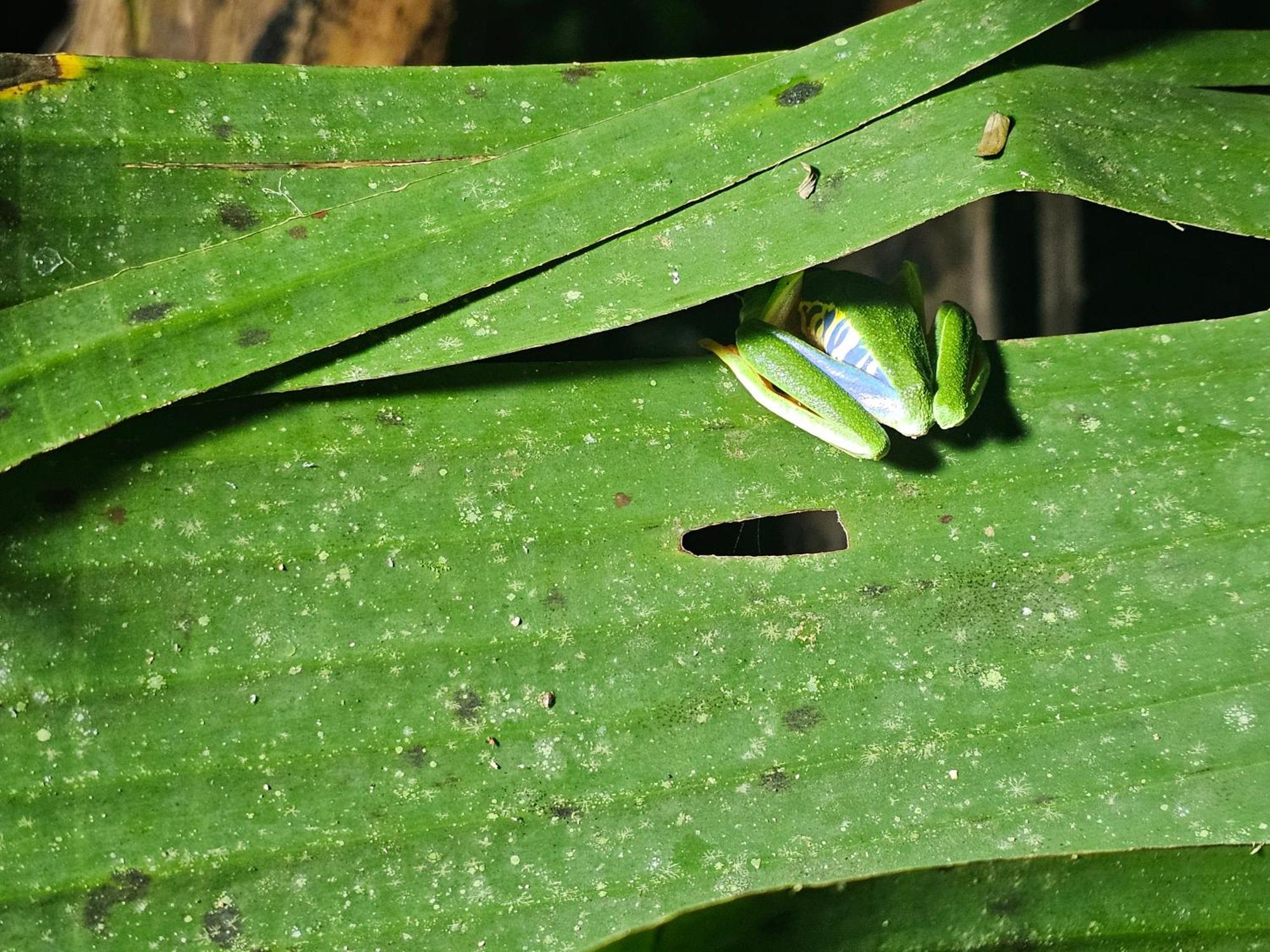 Wildlife *