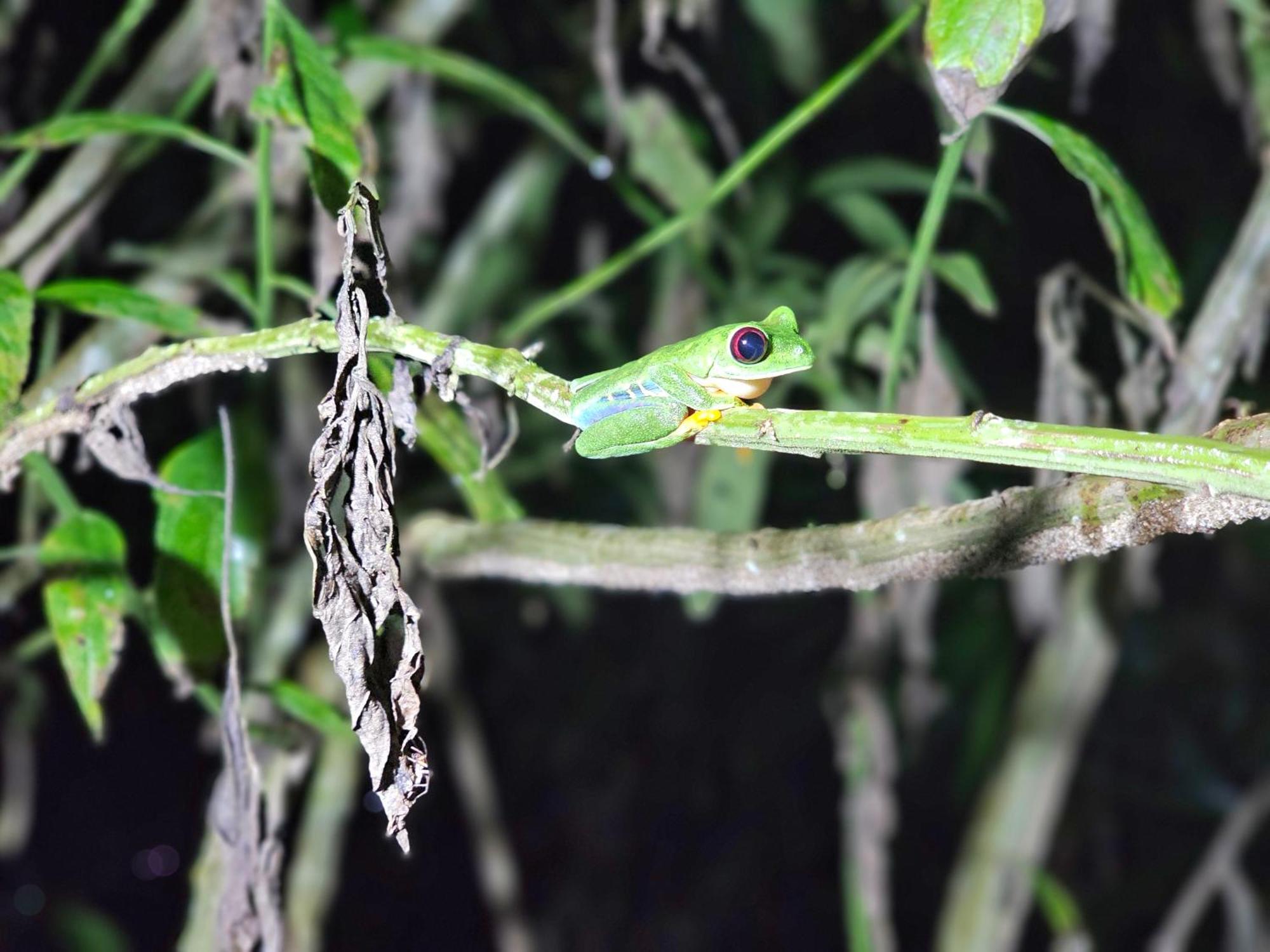 Wildlife
