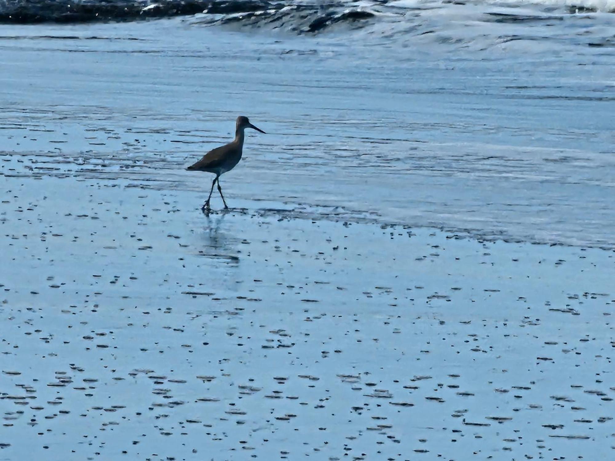 Wildlife *