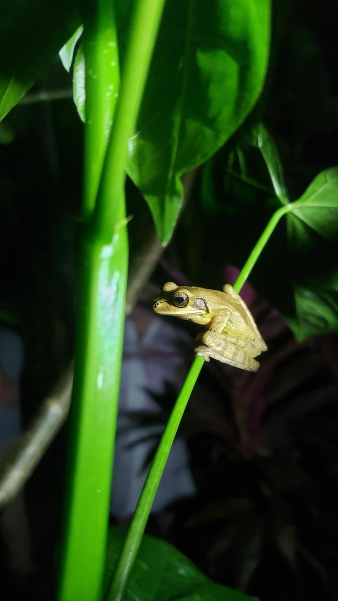Lodge Wildlife Cahuita